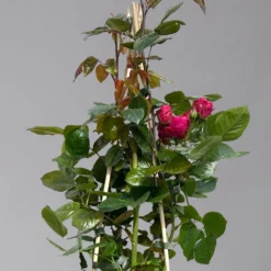 Beetrose 'Kompass'®, Rot, Topf 6 Liter -Garten Saat Verkäufe 0460200855 beetrose kompass 1 124089