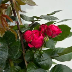 Beetrose 'Kompass'®, Rot, Topf 6 Liter -Garten Saat Verkäufe 0460200855 beetrose kompass 6 123895