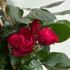 Beetrose 'Kompass'®, Rot, Topf 6 Liter -Garten Saat Verkäufe 0460200855 beetrose kompass 7 123894