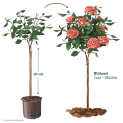 Stammrose 'Käthchen Von Heilbronn'®, Edelrose, Stammhöhe 60cm Im 7,5 Liter Topf -Garten Saat Verkäufe 046080 Rosenstamm apricot rosa 122132