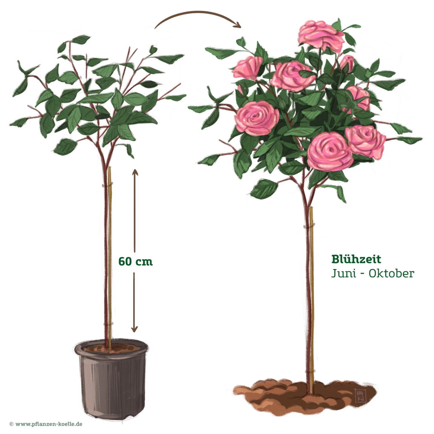 Stammrose 'Comeback'®, Edelrose, Stammhöhe 60cm Im 7,5 Liter Topf 4 Stammrose 'Comeback'®, Edelrose, Stammhöhe 60cm Im 7,5 Liter Topf – Bild 2
