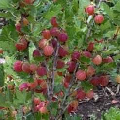 Naschgarten Beeren-Mix, 5er-Set, Höhe 35 Cm, Topf 2 Liter -Garten Saat Verkäufe 0480800266 Stachelbeeren Set gruen rot Co2lt 75782