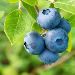 Heidelbeeren 'Klassiker', 4er-Set, Topf Je 2 Liter 10 Heidelbeeren 'Klassiker', 4er-Set, Topf Je 2 Liter -Garten Saat Verkäufe 0480890241 Heidelbeeren Patriot Goldtraube mittel spaet Co1 71917