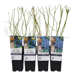 Heidelbeeren 'Klassiker', 4er-Set, Topf Je 2 Liter 11 Heidelbeeren 'Klassiker', 4er-Set, Topf Je 2 Liter -Garten Saat Verkäufe 0480890241 Heidelbeeren PatriotGoldtraube mittelspaet Co WEB 3 89597