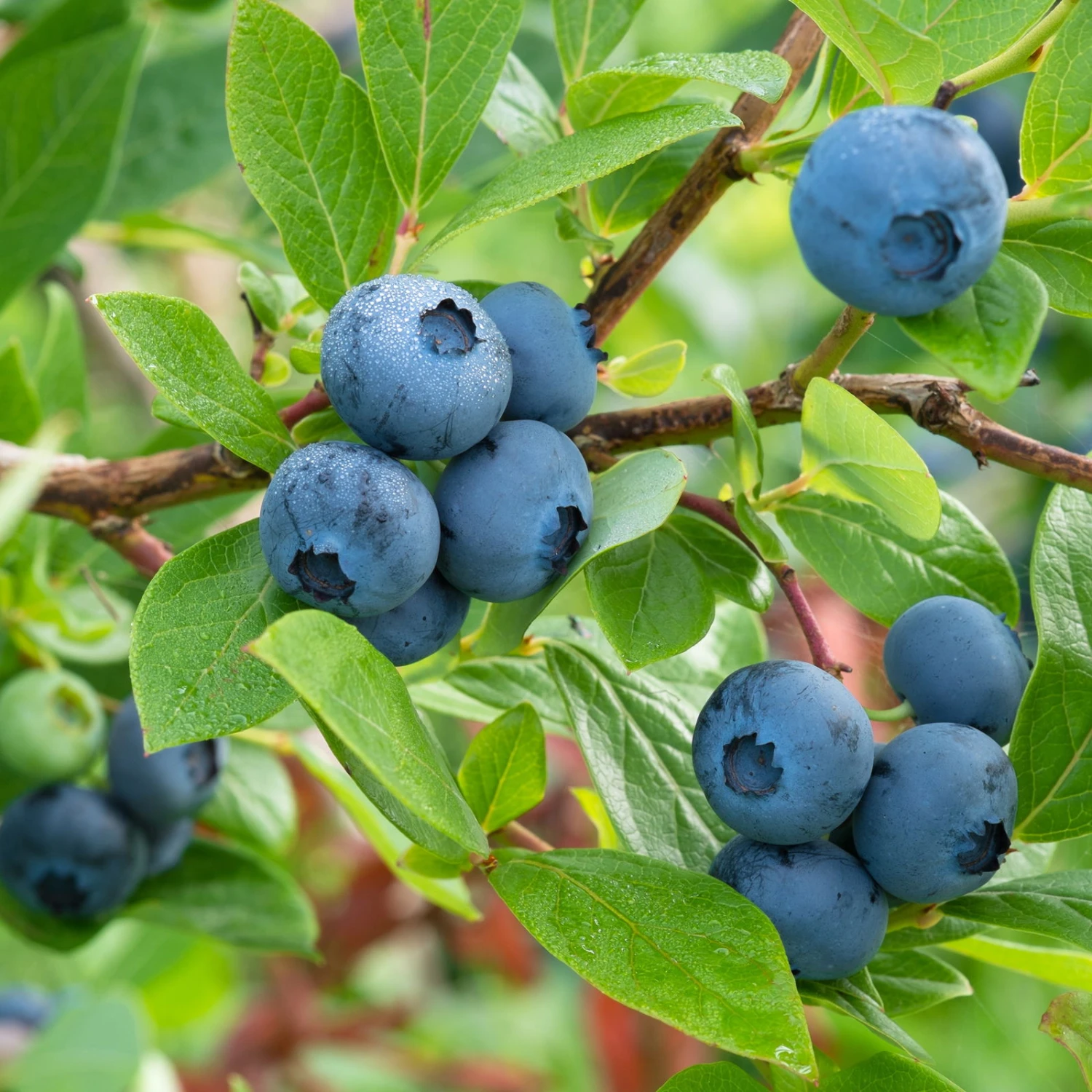 Heidelbeere 'Northland', Höhe Ca. 30-40 Cm, Topf 23 Cm 3 Heidelbeere 'Northland', Höhe Ca. 30-40 Cm, Topf 23 Cm