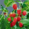 Herbsthimbeeren 'Heritage', 4er-Set, Topf Je 2 Liter -Garten Saat Verkäufe 0480900198 Herbsthimbeere Heritage 4er Set1 76442