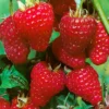Herbsthimbeeren 'Zefa 3', 4er-Set, Topf Je 2 Liter 2 Herbsthimbeeren 'Zefa 3', 4er-Set, Topf Je 2 Liter -Garten Saat Verkäufe 0480900201 Herbsthimbeere Zefa 3 4er Set1 76446