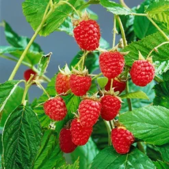 Sommerhimbeeren 'Willamette', 4er-Set, Topf Je 2 Liter