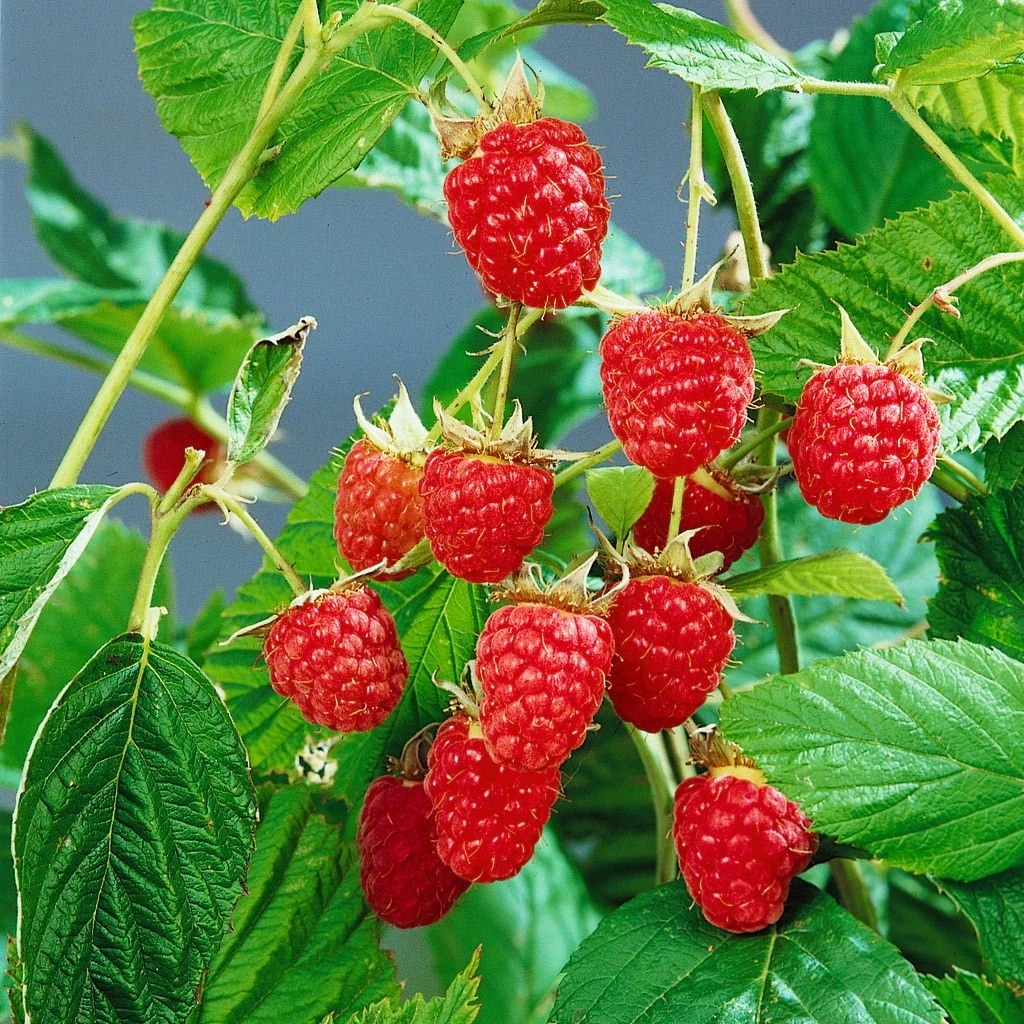 Sommerhimbeeren 'Willamette', 4er-Set, Topf Je 2 Liter 3 Sommerhimbeeren 'Willamette', 4er-Set, Topf Je 2 Liter