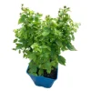 Zwerghimbeere Lowberry® Baby Dwarf®, 5 L Topf -Garten Saat Verkäufe 0480900236 Baby Dwarf Zwerghimbeere 105181
