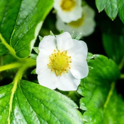 Garten Saat Verkäufe -Garten Saat Verkäufe 048091 fragaria x ananassa erdbeerpflanze weisse bluete 124923