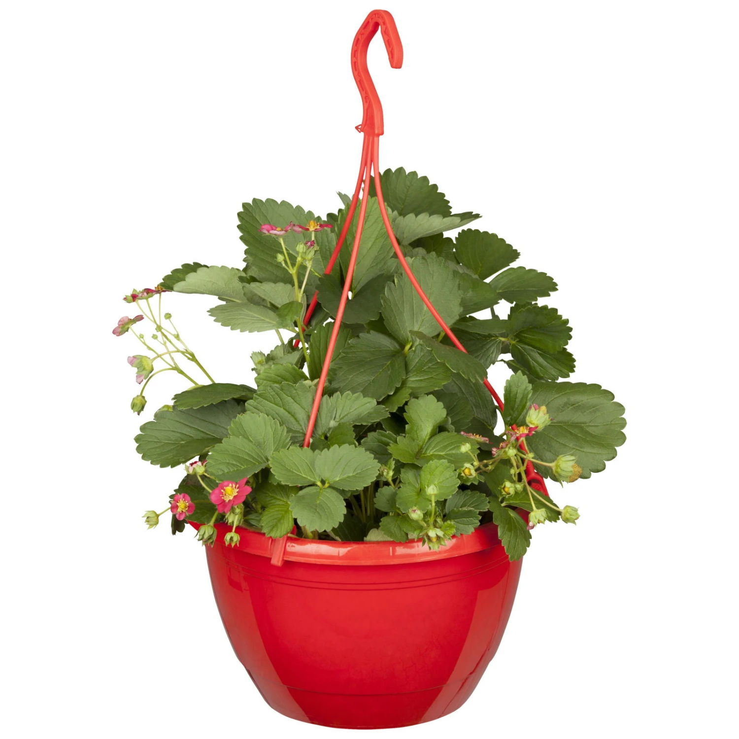 Erdbeere 'Fragoo® Toscana', Frühreif & öftertragend, Ampeltopf-Ø 27 Cm 3 Erdbeere 'Fragoo® Toscana', Frühreif & öftertragend, Ampeltopf-Ø 27 Cm
