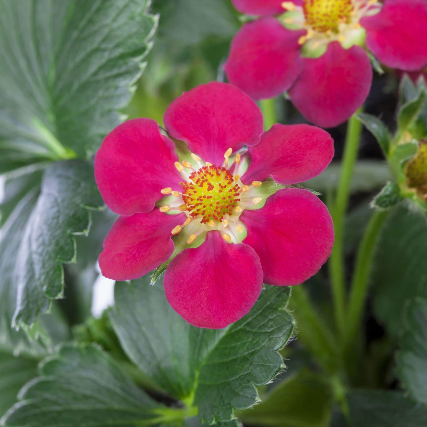 Erdbeere 'Fragoo® Toscana', Frühreif & öftertragend, Ampeltopf-Ø 27 Cm 5 Erdbeere 'Fragoo® Toscana', Frühreif & öftertragend, Ampeltopf-Ø 27 Cm – Bild 3