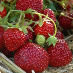 6er-Set Erdbeere Hummi® 'Praline', Je Im 9 Cm Topf