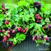 Stachellose Zwerg-Brombeere 'Coolaris® Patio Black', Topf 5 Liter 1 Stachellose Zwerg-Brombeere 'Coolaris® Patio Black', Topf 5 Liter -Garten Saat Verkäufe 0480920086 Haenge Brombeere Black Cascade mCopyright 48940