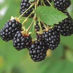 Naschgarten Beeren-Mix, 5er-Set, Höhe 35 Cm, Topf 2 Liter -Garten Saat Verkäufe 0480920100 Brombeere Navaho 4er Set 76439 1