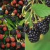 Brombeeren 'Navaho'® Arapaho(s) & 'Black Satin', 4er-Set, Topf Je 2 Liter 2 Brombeeren 'Navaho'® Arapaho(s) & 'Black Satin', 4er-Set, Topf Je 2 Liter -Garten Saat Verkäufe 0480920101 Brombeeren Navaho Black Satin 4er Set neu 88466