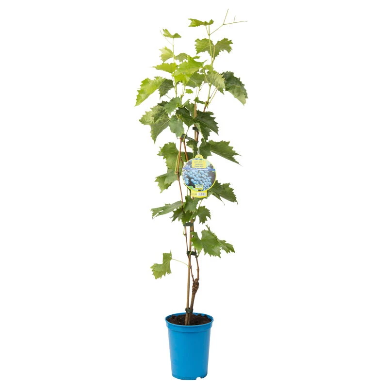 Tafeltraube 'Muscat Bleu®' 4 Tafeltraube 'Muscat Bleu®' – Bild 2