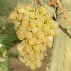 Tafeltraube 'Fanny®' 11 Tafeltraube 'Fanny®' -Garten Saat Verkäufe 0480930125 Koelles Beste Tafeltraube Fanny weiss RGB 7007