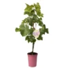 Tafeltraube 'Katharina®' 1 Tafeltraube 'Katharina®' -Garten Saat Verkäufe 0480930188 Koelles Beste Tafeltraube Katharina rosa RGB 4 7141