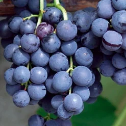 Kernlose Tafeltraube 'Venus®' -Garten Saat Verkäufe 0480930216 KB Tafeltraube Venus Co2lt blau kernlos 1 126782