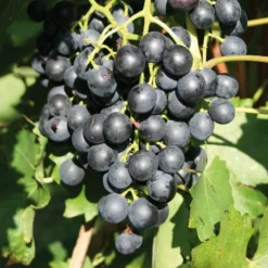 Tafeltraube 'New York Muscat®'