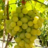 Kernarme Tafeltraube 'Frumosa Alba'® -Garten Saat Verkäufe 0480930366 Tafeltraube Frumoasa Alba gelb 070080 Co3lt 1 1 119787