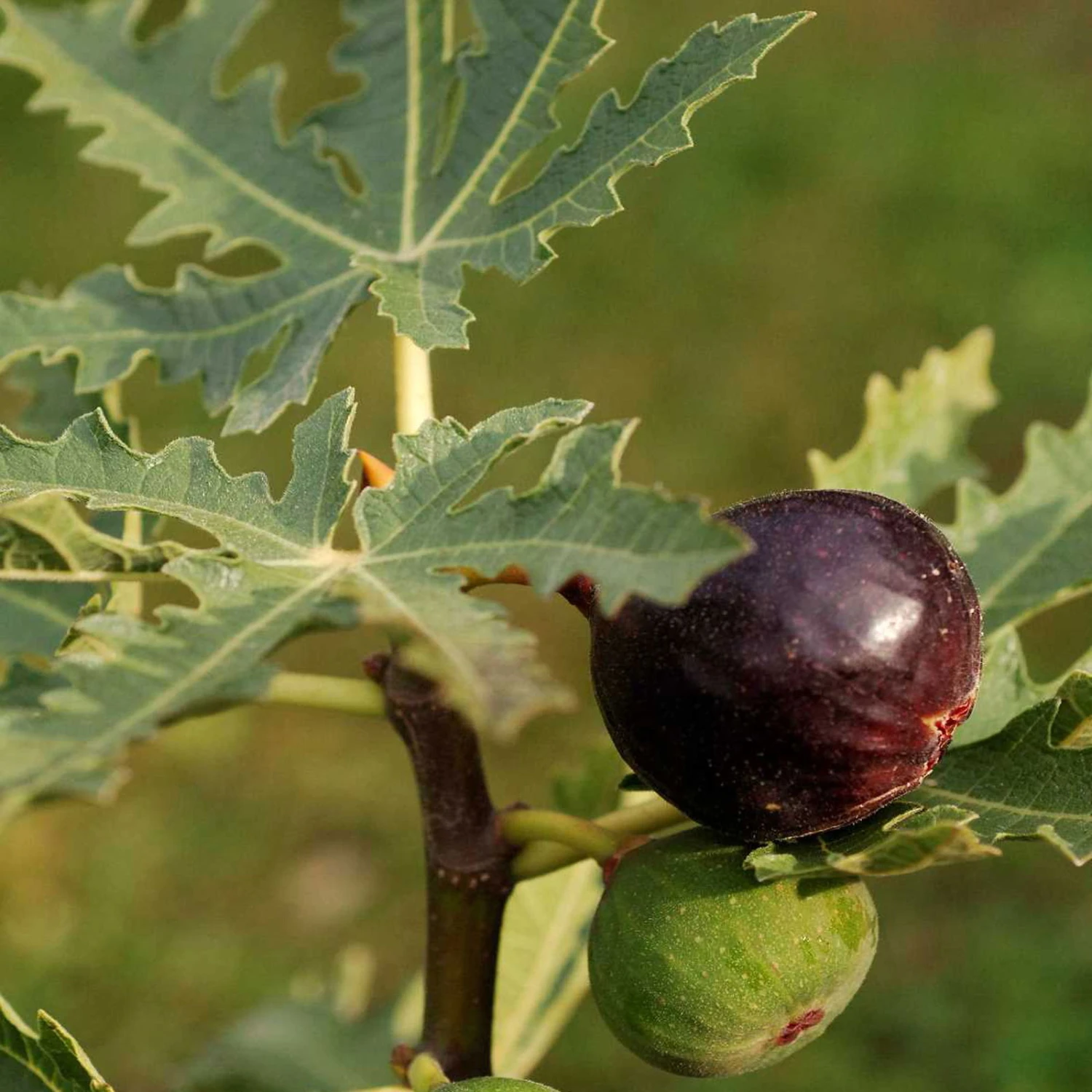 Feige 'Ice Crystal', Busch, Topf 5 Liter 3 Feige 'Ice Crystal', Busch, Topf 5 Liter