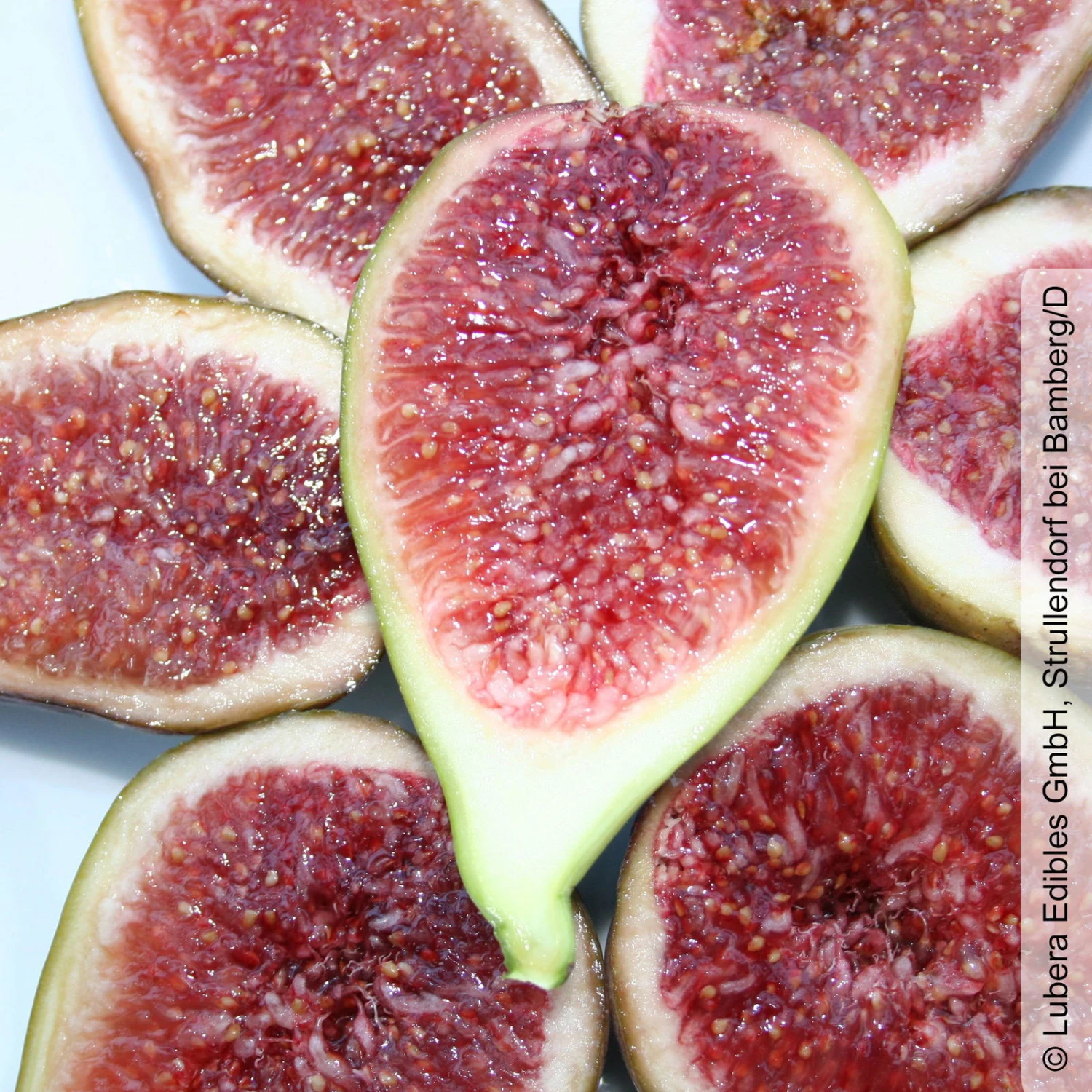 Feige 'Gustis® Perretta', Topf 5 Liter 4 Feige 'Gustis® Perretta', Topf 5 Liter – Bild 2