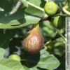 Feige 'Bornholm', Busch, Topf 5 Liter -Garten Saat Verkäufe 0480940140 Ficus Bornholm Bornholms Diamant Feige Busch 105180