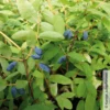 Sibirische Blaubeere, Lonicera Kamtschatika 'Balaleika®', Im Topf 5 Lt. -Garten Saat Verkäufe 0480950522 Lonicera kamtschatika Balalaika Blaubeere 2 105863
