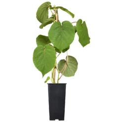 Gelbfruchtige Kiwi 'Golden Kiwi', 2er-Set, Topf 15 Cm Ø 12 Gelbfruchtige Kiwi 'Golden Kiwi', 2er-Set, Topf 15 Cm Ø -Garten Saat Verkäufe 0480960140 0480960141 0480960142 Golden Kiwi Altas 87663 2
