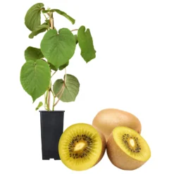 Gelbfruchtige Kiwi 'Golden Kiwi', 2er-Set, Topf 15 Cm Ø 11 Gelbfruchtige Kiwi 'Golden Kiwi', 2er-Set, Topf 15 Cm Ø -Garten Saat Verkäufe 0480960140 Golden Kiwi Set inkl Befruchtersorte neu 88604