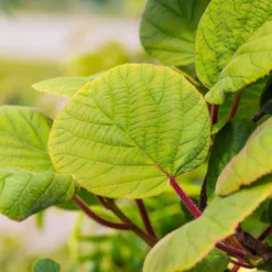 Grünfruchtige Kiwi 'Hayward', 2er-Set, Topf 15 Cm Ø 13 Grünfruchtige Kiwi 'Hayward', 2er-Set, Topf 15 Cm Ø -Garten Saat Verkäufe 0480960141 0480960142 Hayward 87665