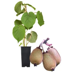 Grünfruchtige Kiwi 'Hayward', 2er-Set, Topf 15 Cm Ø 11 Grünfruchtige Kiwi 'Hayward', 2er-Set, Topf 15 Cm Ø -Garten Saat Verkäufe 0480960141 Kiwi Hayward Set inkl Befruchtersorte neu 88605