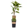 Männliche Kiwi 'Atlas', Topf-Ø 15 Cm, 2er-Set 2 Männliche Kiwi 'Atlas', Topf-Ø 15 Cm, 2er-Set -Garten Saat Verkäufe 0480960156 Actinidia chin Atlas 2er Set Kiwi maennl 030040 15er Topf WEB 98304