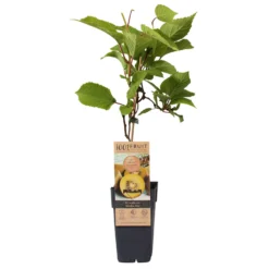 Garten Saat Verkäufe 14 Gelbfruchtige Kiwi 'Golden Kiwi', 2er-Set, Topf 15 Cm Ø