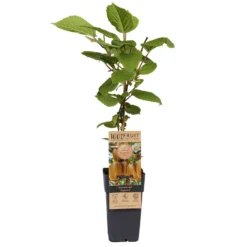 Garten Saat Verkäufe 20 Grünfruchtige Kiwi 'Hayward', 2er-Set, Topf 15 Cm Ø