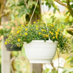 Husarenknöpfchen Gelb, Topf-Ø 12 Cm, 6er-Set 15 Husarenknöpfchen Gelb, Topf-Ø 12 Cm, 6er-Set -Garten Saat Verkäufe 0610100197 Sanvitalia Husarenknoepfchen 71880