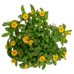 Husarenknöpfchen Gelb, Topf-Ø 12 Cm, 6er-Set 13 Husarenknöpfchen Gelb, Topf-Ø 12 Cm, 6er-Set -Garten Saat Verkäufe 0610103465 Sanvitalia procumbens T12 3er Set 8 78636