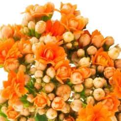 Neue Produkte 1 Garten-Kalanchoe Queen®, Farben Nach Verfügbarkeit, Topf-Ø 21 Cm