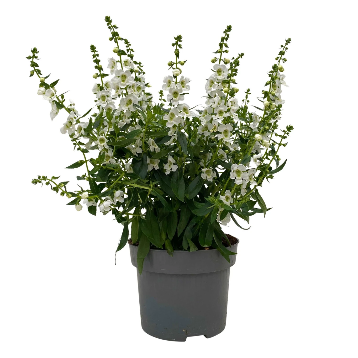 Angelonia Weiß, Topf-Ø 12 Cm, 6er-Set 3 Angelonia Weiß, Topf-Ø 12 Cm, 6er-Set