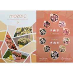 Kalanchoe 'Mozaic', Wechselfarbig, Topf-Ø 12 Cm, Höhe Ca. 22 Cm, 6er-Set -Garten Saat Verkäufe 0610103650 Outdoor Kalanchoe Mozaic wechselfarbig 6er Set 12 113797