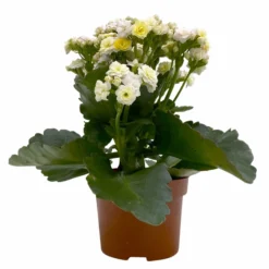 Kalanchoe 'Mozaic', Wechselfarbig, Topf-Ø 12 Cm, Höhe Ca. 22 Cm, 6er-Set -Garten Saat Verkäufe 0610103650 Outdoor Kalanchoe Mozaic wechselfarbig 6er Set 2 113821