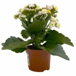 Kalanchoe 'Mozaic', Wechselfarbig, Topf-Ø 12 Cm, Höhe Ca. 22 Cm, 6er-Set -Garten Saat Verkäufe 0610103650 Outdoor Kalanchoe Mozaic wechselfarbig 6er Set 3 113822