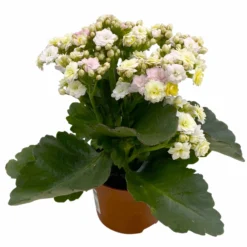 Neue Produkte -Garten Saat Verkäufe 0610103650 Outdoor Kalanchoe Mozaic wechselfarbig 6er Set 5 113823