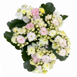 Kalanchoe 'Mozaic', Wechselfarbig, Topf-Ø 12 Cm, Höhe Ca. 22 Cm, 6er-Set -Garten Saat Verkäufe 0610103650 Outdoor Kalanchoe Mozaic wechselfarbig 6er Set 8 113824