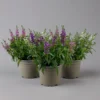 Angelonia 'Trio' Rosa-weiß-lila/blau, Topf-Ø 15 Cm, 3er-Set