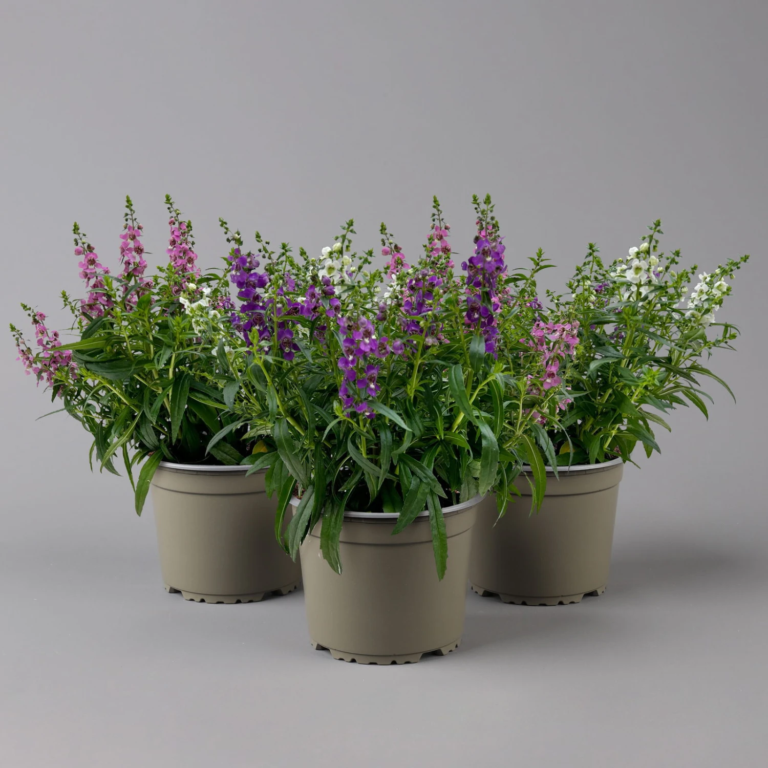Angelonia 'Trio' Rosa-weiß-lila/blau, Topf-Ø 15 Cm, 3er-Set 3 Angelonia 'Trio' Rosa-weiß-lila/blau, Topf-Ø 15 Cm, 3er-Set
