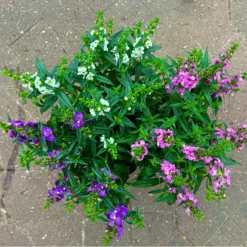 Neue Produkte -Garten Saat Verkäufe 0610103733 Angelonia trio T15 3er Set 13 125835